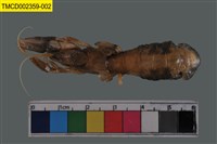 藏品(大指泥蝦)的圖片